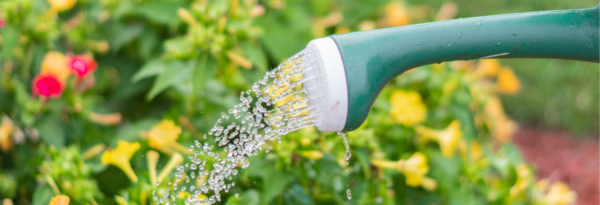 Bild Gießkanne mit Wasser Hier finden Sie Artikel für die Gartenbewässerung