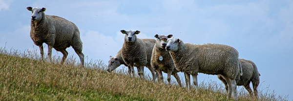 Schafe auf der Weide Hier finden Sie eine Auswahl an verschiednen Gartengeräte und Zubehör