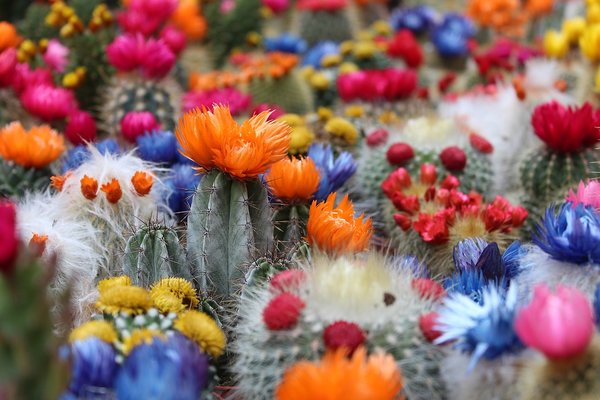 Bild mit Außergewöhnliche Kakteen Hier können Sie sich die schönsten Kaktus Samen aussuchen