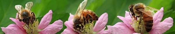 Bild mit Bienen auf Blüten Hier kommen Sie zu unserer Auswahl an Artikel zum schutz von Bienen und Insekten
