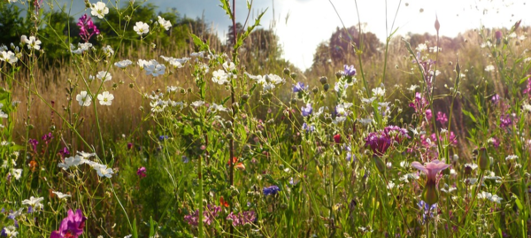 Bild mit Wildblumenwiese Hier finden Sie Samen für Blumenmischungen für Schmetterlinge und Insekten