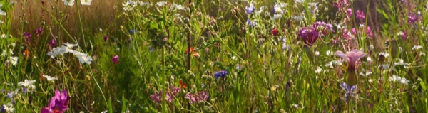 Bild mit Wildblumenwiese Hier finden Sie Samen für Blumenmischungen für Schmetterlinge und Insekten