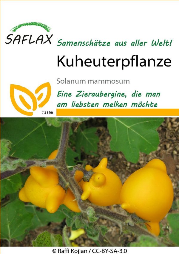 Saflax Kuheuterpflanze