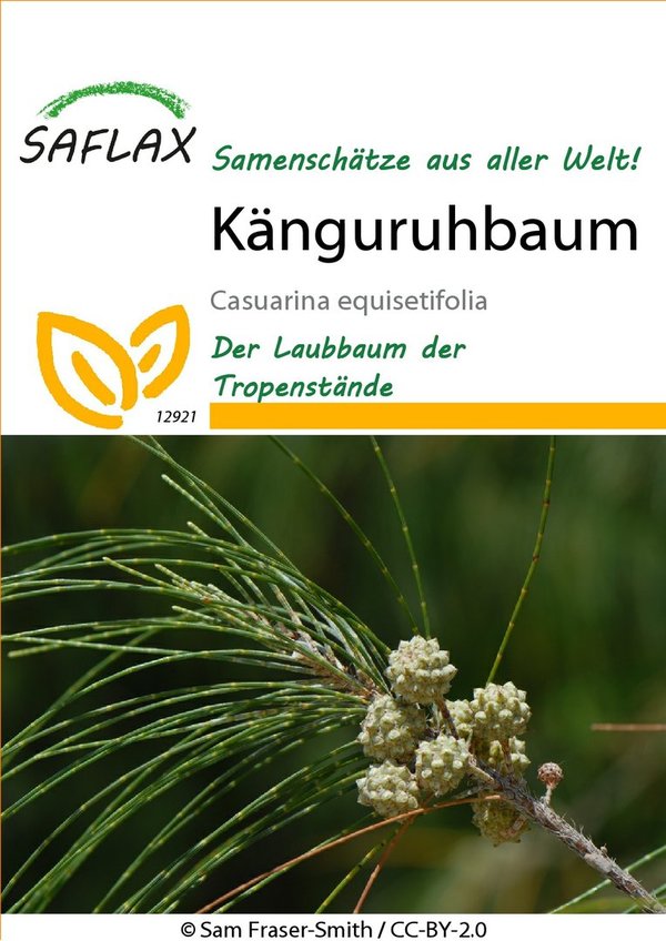 Saflax Känguruhbaum (MHD 01.2024) Räumungsverkauf