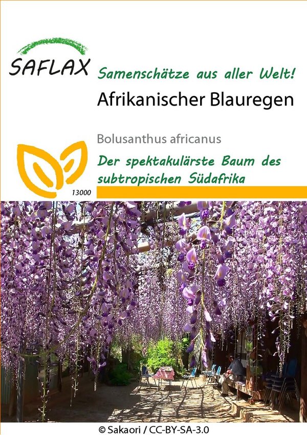 Saflax Afrikanischer Blauregen 'Bolusanthus africanus' (MHD 01.2023) Räumungsverkauf
