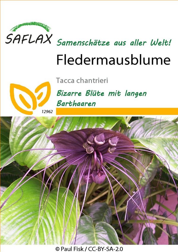 Saflax Fledermausblume