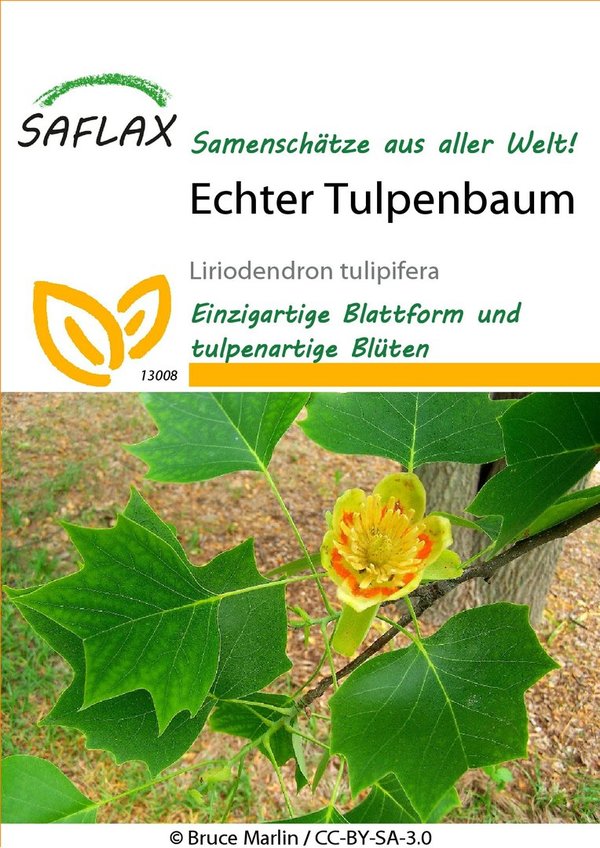 Saflax Echter Tulpenbaum (MHD 05.2024) Räumungsverkauf