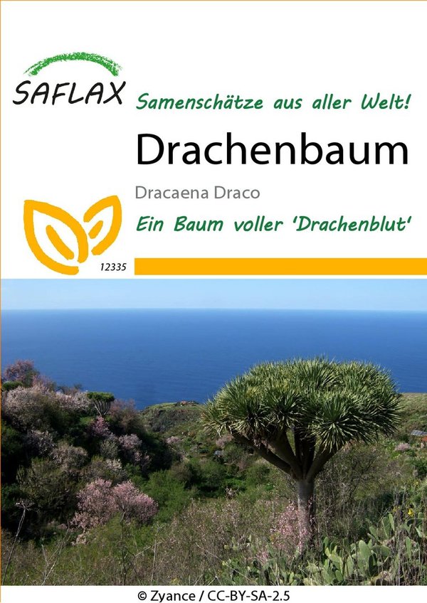 Saflax Drachenbaum 'Dracaena Draco' ( 04.2023) Räumungsverkauf